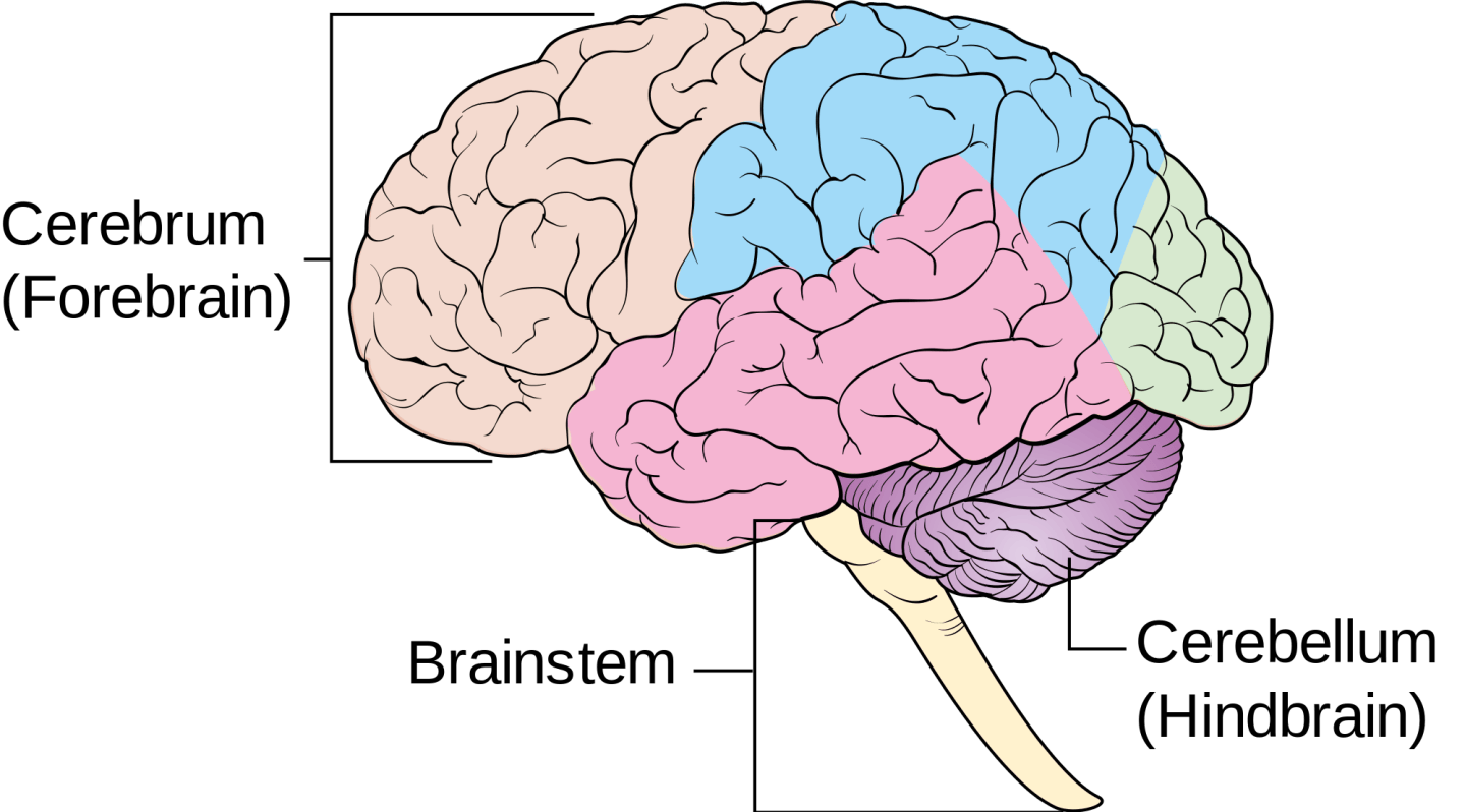 Neonatal Neurosonography – Sonographic Tendencies